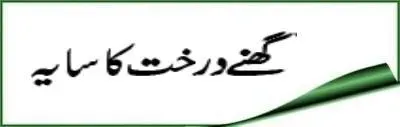 new-article_bg_bg_hazratwala